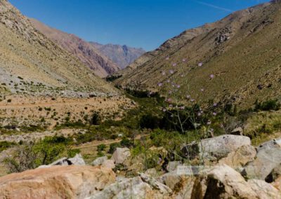 Valle de Elqui (das Elquital) mit einer Blume im Vordergrund, die den Blick auf das karge und doch grüne Tal weist