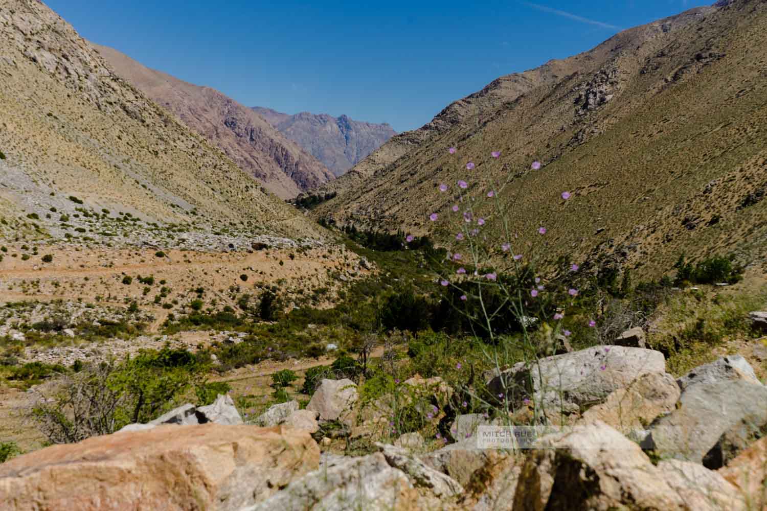 Valle de Elqui (das Elquital) mit einer Blume im Vordergrund, die den Blick auf das karge und doch grüne Tal weist