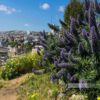 Lavendel vor den bunten Häusern in Valparaíso (Chile)