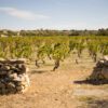 Eine Steinmauer schützt die Weinberge um Leucate (Frankreich)