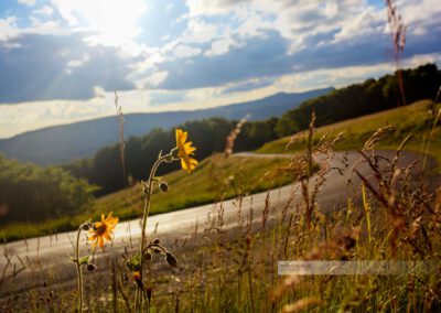 Blume blüht am Straßenrand der Route des Crêtes in den Vogesen
