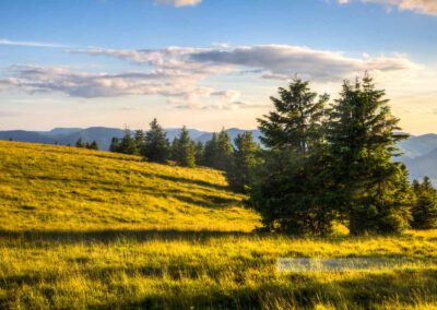 warmes Abendlicht in den Vogesen, hohe Berge dahinter