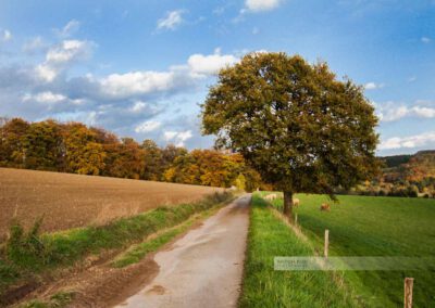 Herbstaufnahme eines Feldwegs bei Herschweiler-Pettersheim. Ein großer Baum, Kühe auf der Weide