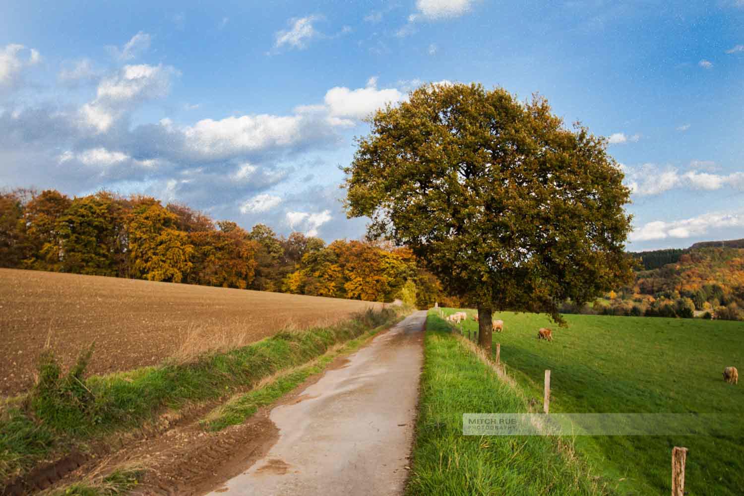 Herbstaufnahme eines Feldwegs bei Herschweiler-Pettersheim. Ein großer Baum, Kühe auf der Weide