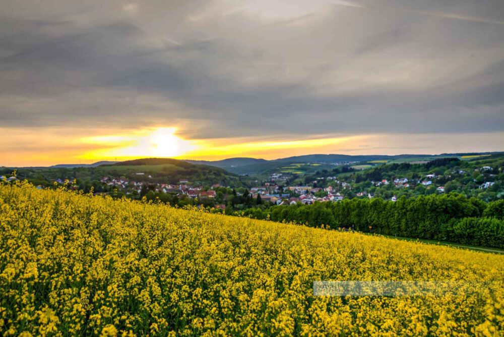 Blick auf die kleinste Kreisstadt Deutschlands, Kusel. Ein blühendes Rapsfeld ist im Vordergrund