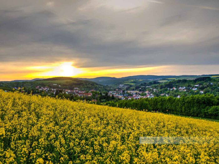 Blick auf die kleinste Kreisstadt Deutschlands, Kusel. Ein blühendes Rapsfeld ist im Vordergrund