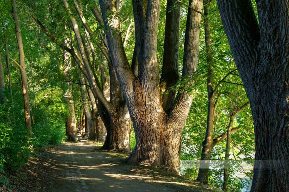 Alte Bäume an der Donau auf der Donauinsel Oberer Wöhrd