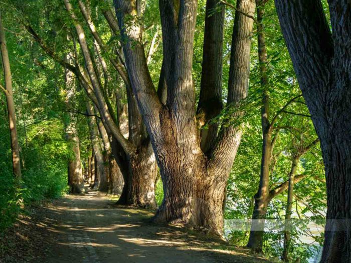 Alte Bäume an der Donau auf der Donauinsel Oberer Wöhrd