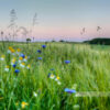 Blick auf den Wasserhochbehälter am Sangerhof, Blumen im Vordergrund (Westpfalz, Kreis Kusel, Pfälzer Bergland)