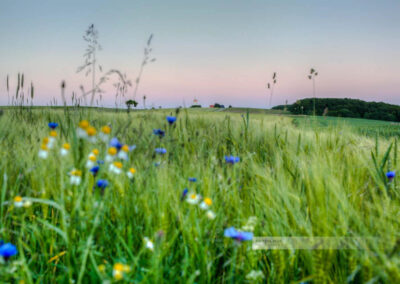 Blick auf den Wasserhochbehälter am Sangerhof, Blumen im Vordergrund (Westpfalz, Kreis Kusel, Pfälzer Bergland)